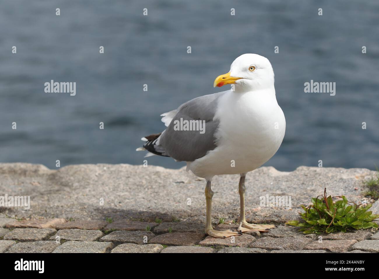 European herring gull (Larus argentatus) Old bird on the water, Southern Sweden, Sweden, Scandinavia Stock Photo