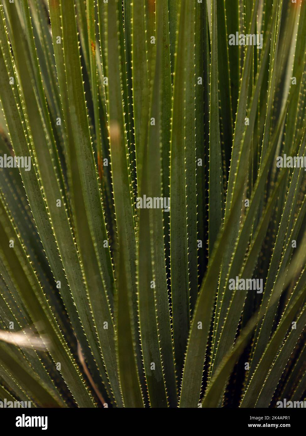 Close up of the upright green stiff leaves with hooked spines of the succulent Dasylirion acrotrichum or Green Desert Spoon seen in the UK. Stock Photo