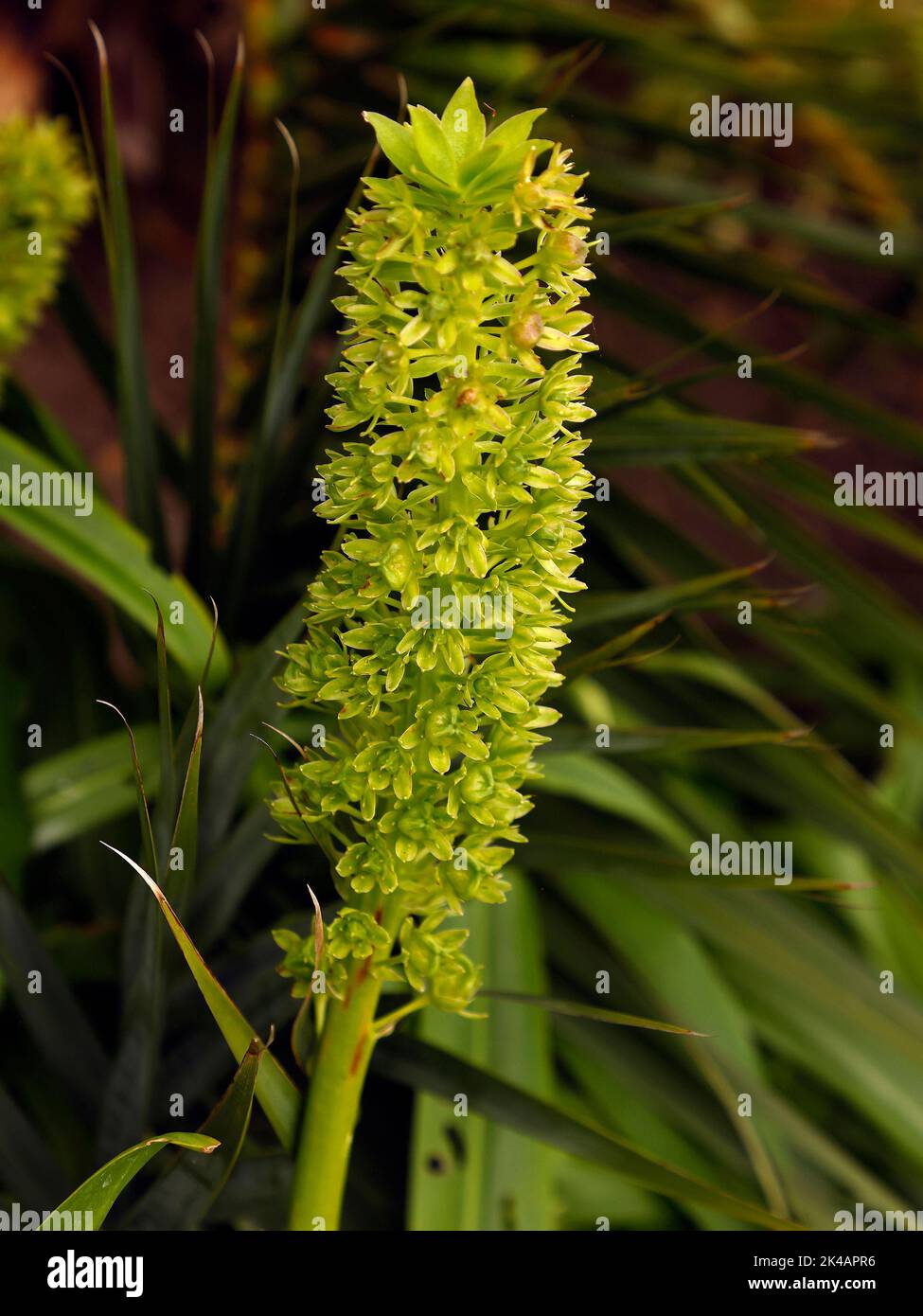 Close up of the seedhead of the bulbous garden plant Eucomis comosa Johannesburg seen in late summer and autumn. Stock Photo