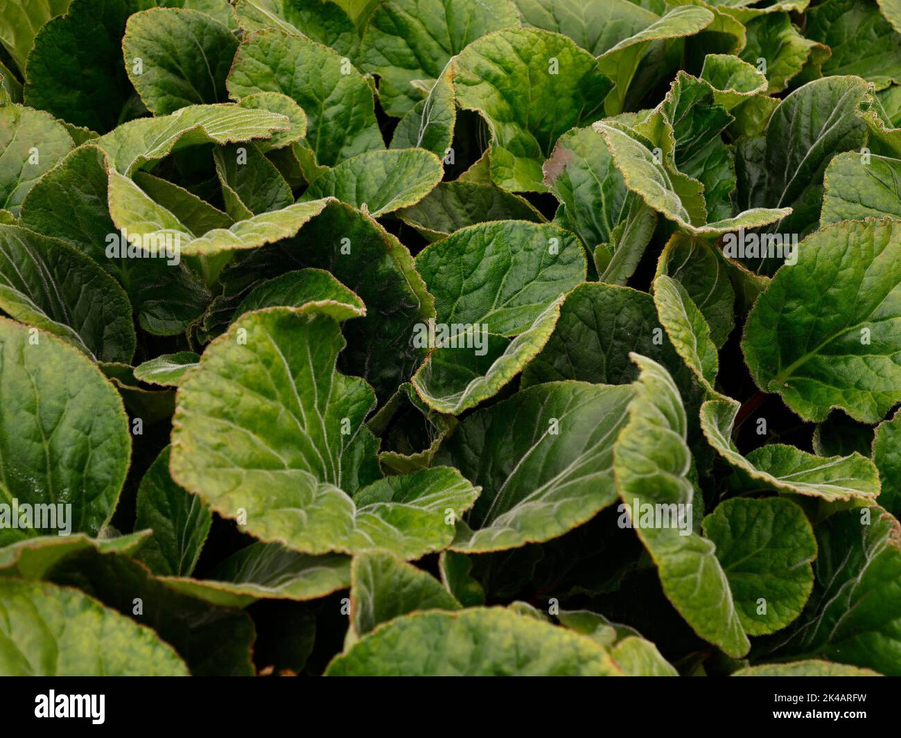 Close up of the evergreen clump forming perennial garden ground cover plant with fringed rounded leaves Bergenia ciliata. Stock Photo