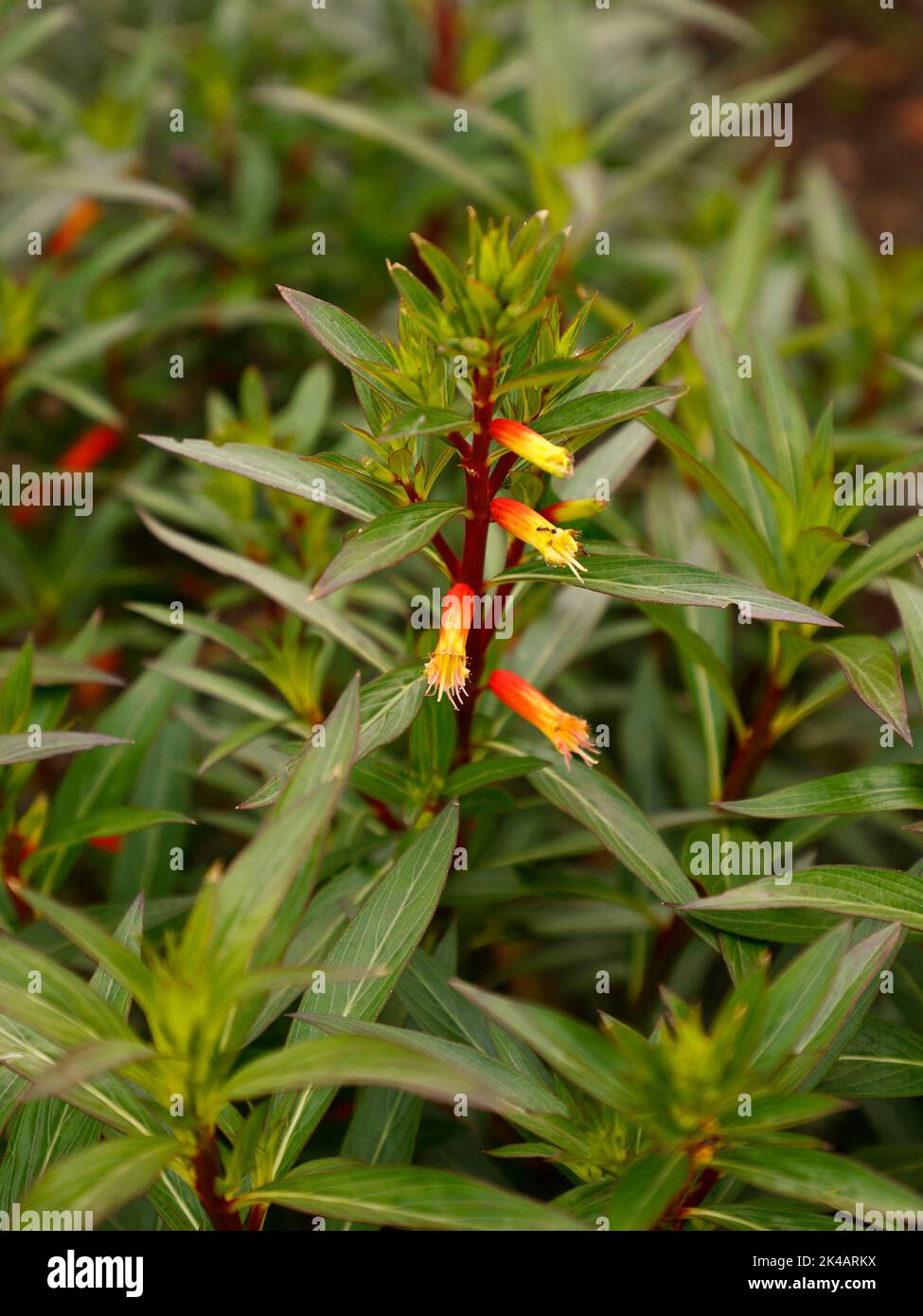 Close up of the summer flowering herbaceous perennial garden plant Cuphea melvila with yellow-orange tubular flowers in the UK. Stock Photo