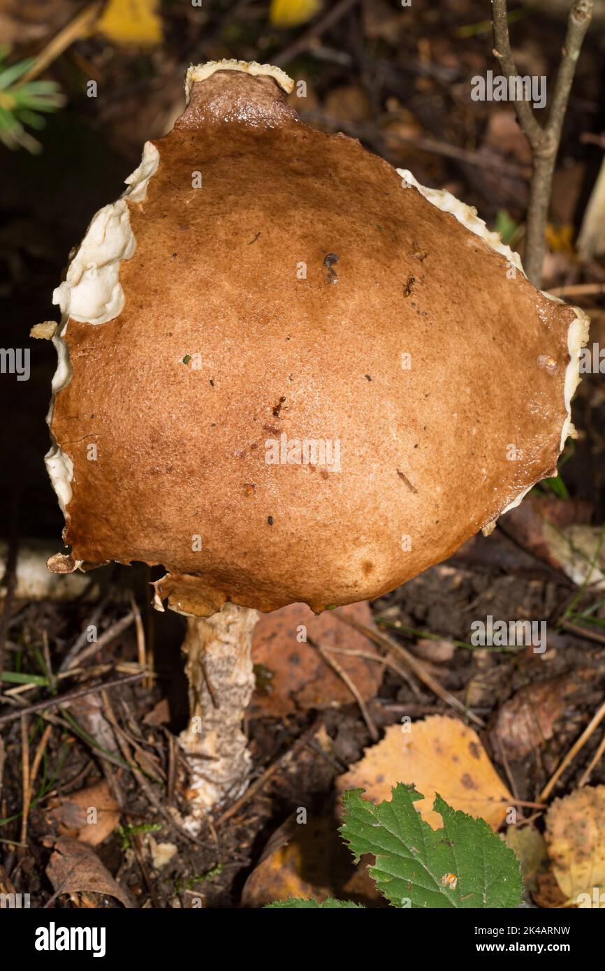 Birch mushroom fruiting body with dirty white stalk and brown cap Stock Photo