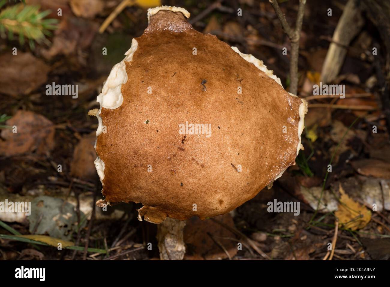 Birch mushroom fruiting body with dirty white stalk and brown cap Stock Photo