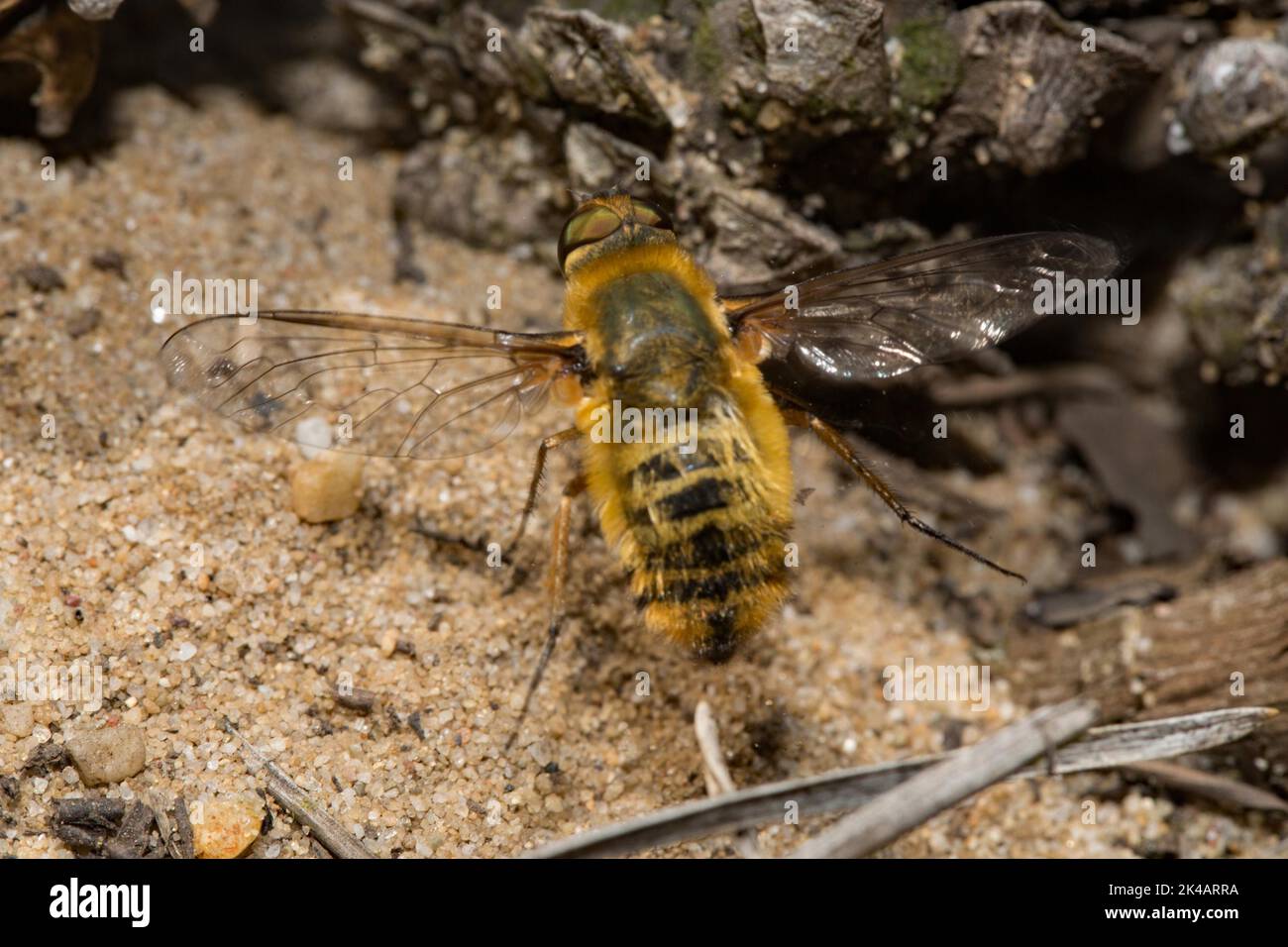 Hottentot fly with open wings laying on sand eggs from behind Stock Photo Alamy