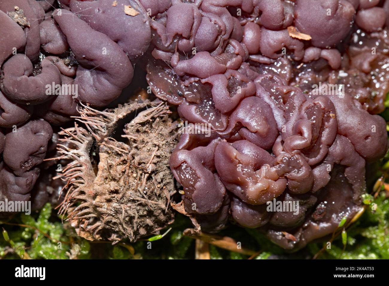 Beech tubular trembling several purple brain-like fruiting bodies Stock Photo