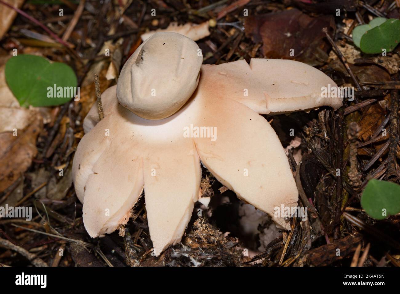 Red earth star pink fruiting body with starshaped lobes and spore ball