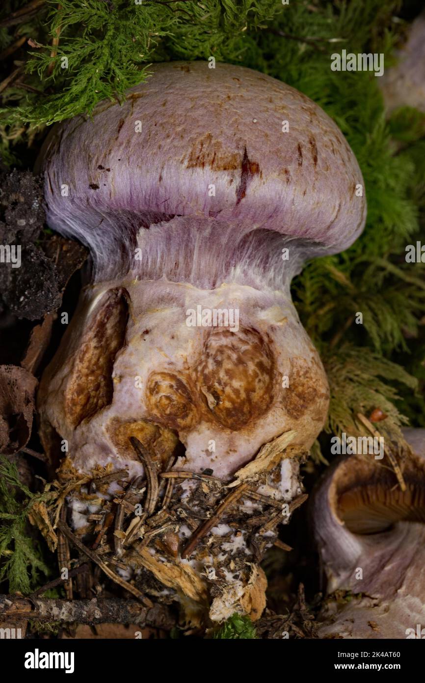 Goat's fatfoot fruiting body with pale purple stem and pale purple cap Stock Photo