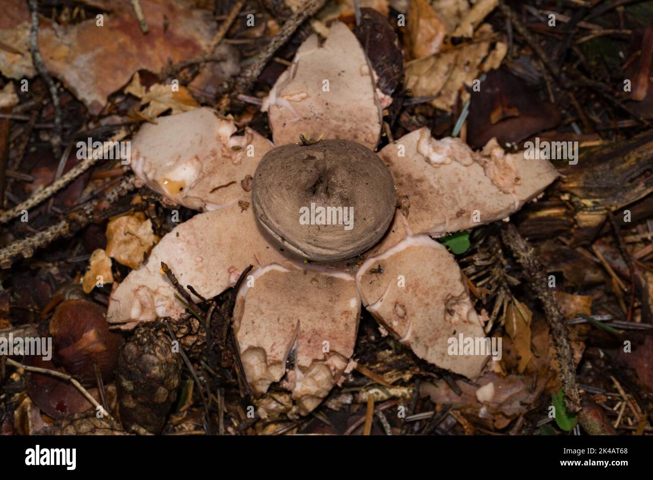 Red earth star pink fruiting body with starshaped lobes and spore ball