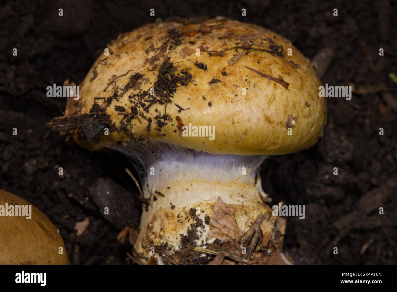 Beech clubfoot fruiting body with light purple stalk and brown cap Stock Photo