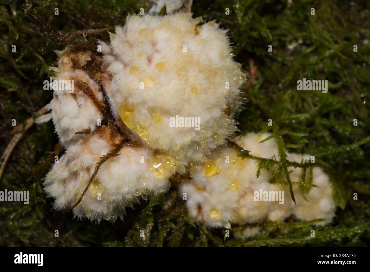 White cushion fungus white-yellowish fruiting body with yellow gutation drops in green moss Stock Photo