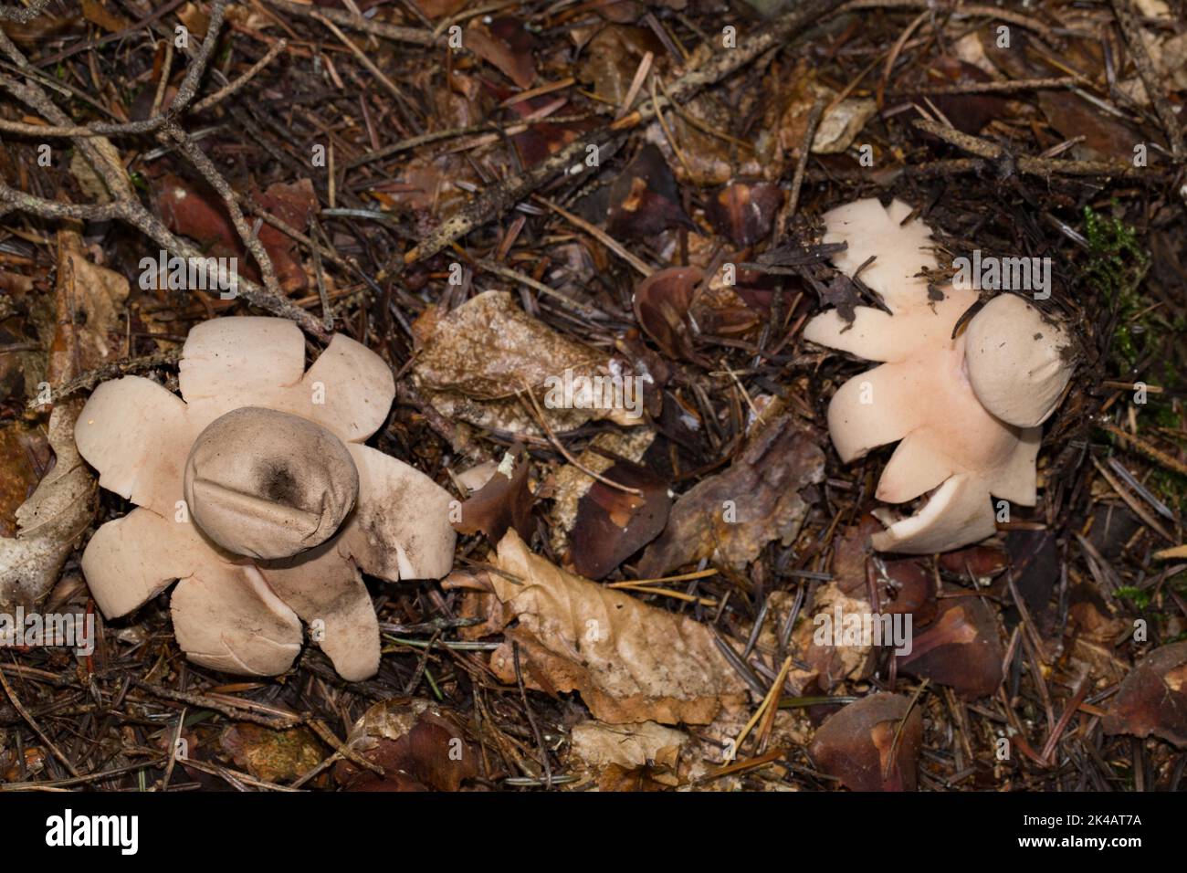Red earth star two pink fruiting bodies with starshaped lobes and