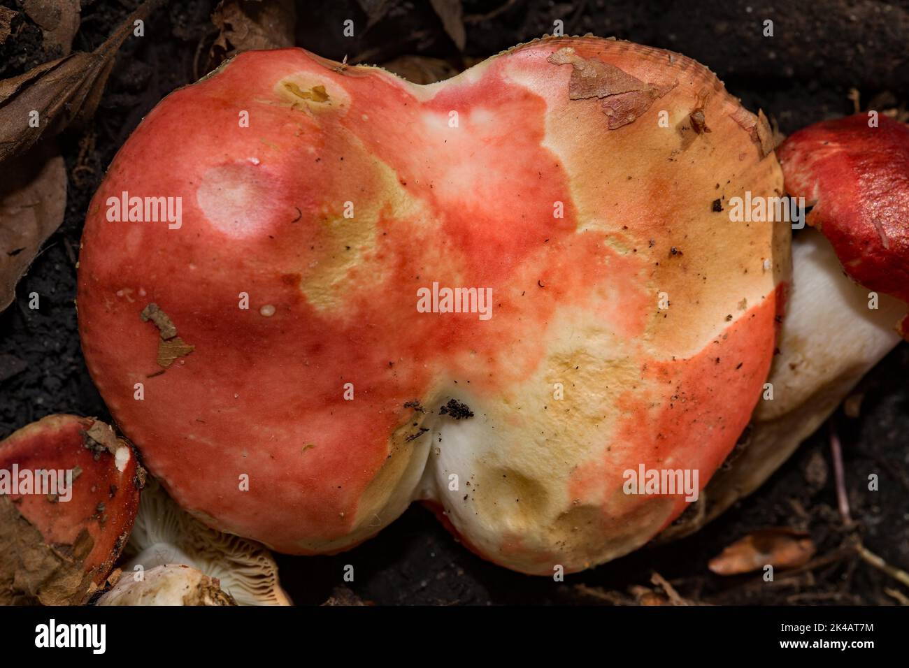 Beech Spear Stag Fruiting body with cherry-red cap Stock Photo