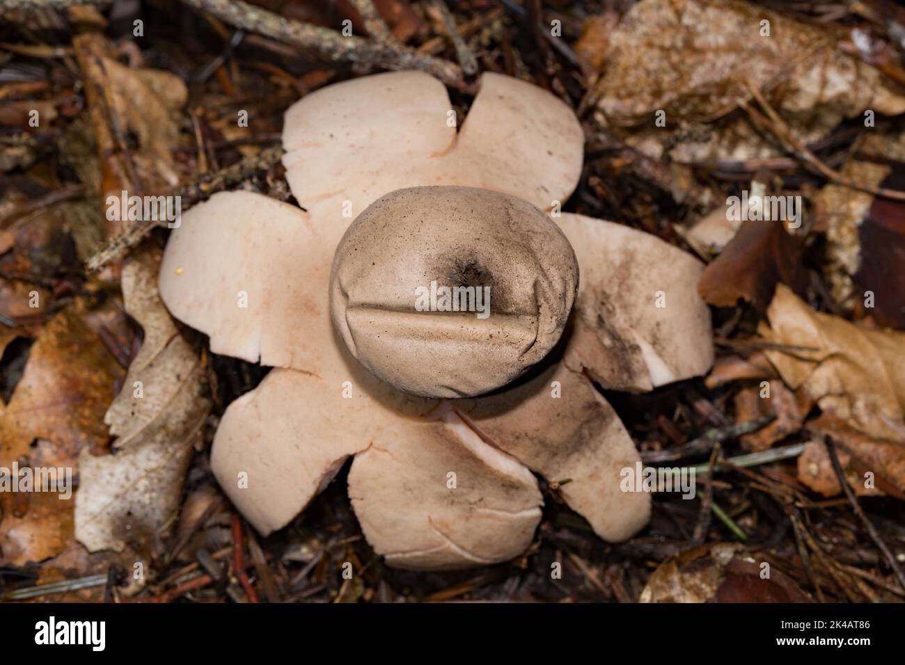 Red earth star pink fruiting body with star-shaped lobes and spore ball in needle litter Stock Photo