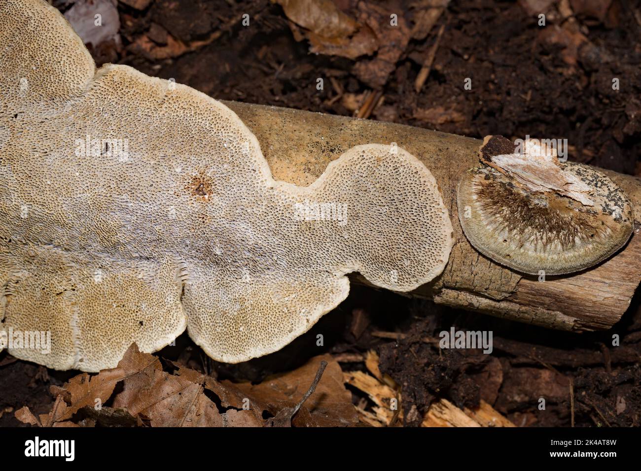 Brown bristly formations Fruiting bodies with cream-coloured tubes on tree trunk Stock Photo