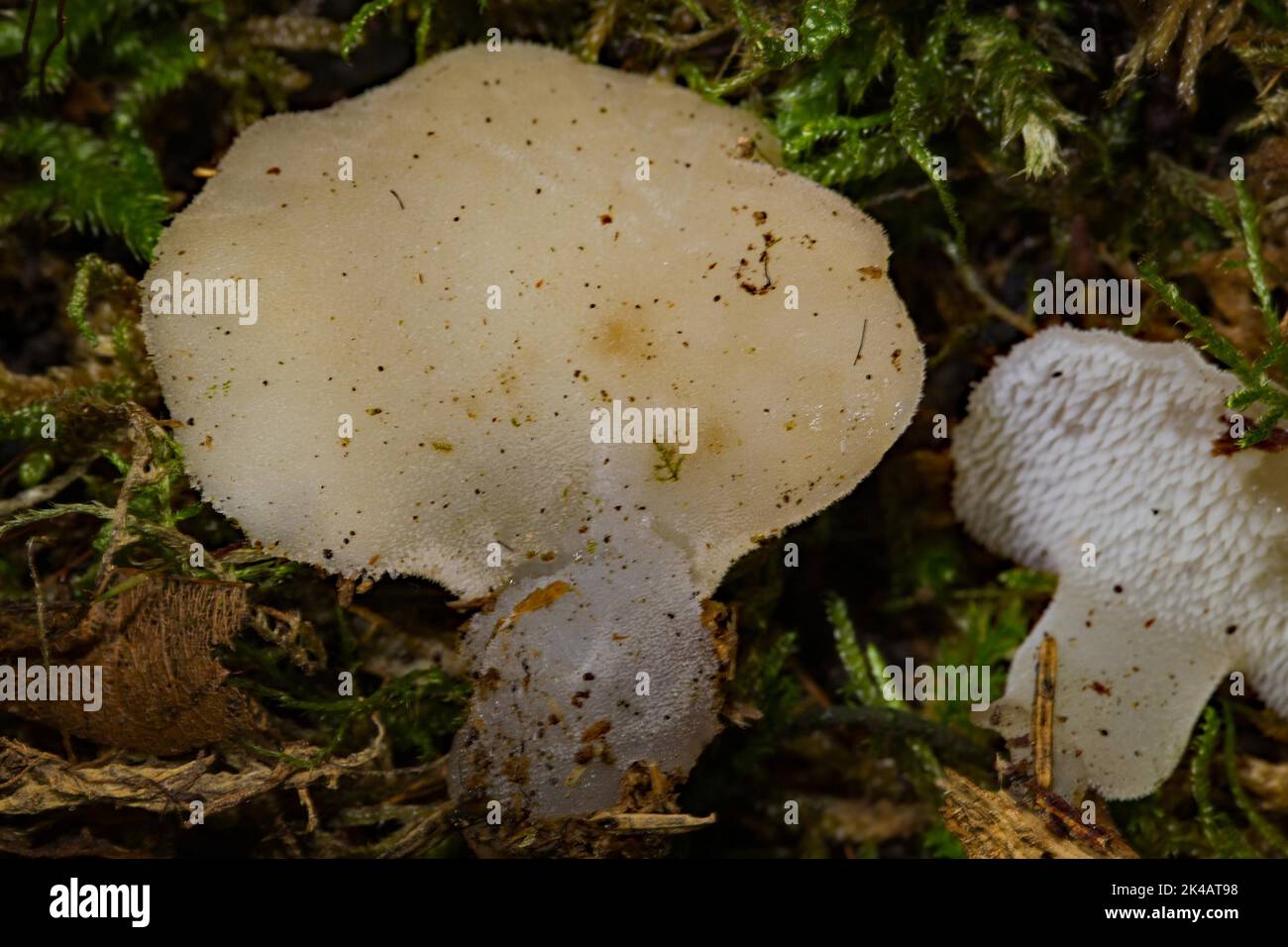 Jelly-like trembling tooth, ice tooth yellowish-brown fruiting body in green moss Stock Photo