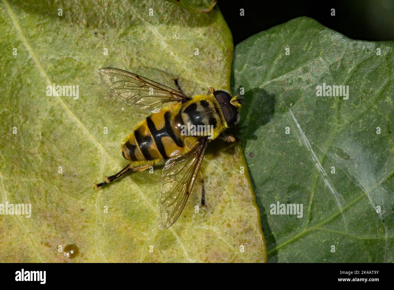 Death's head hoverfly sitting on green leaf seen from top right Stock Photo