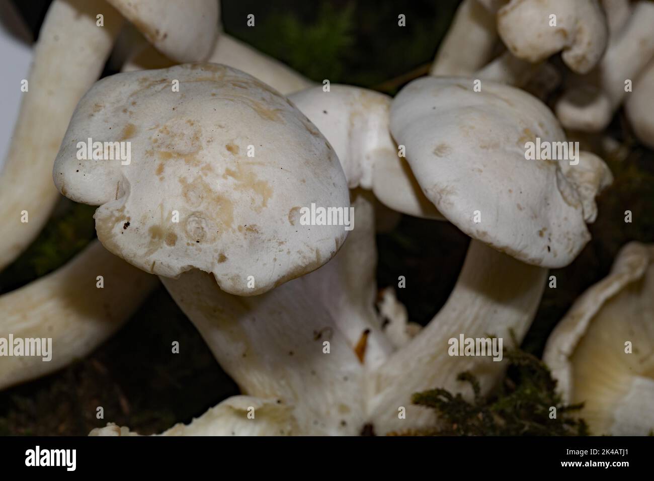 White tufted razorback Fruiting bodies with white stems and caps Stock Photo