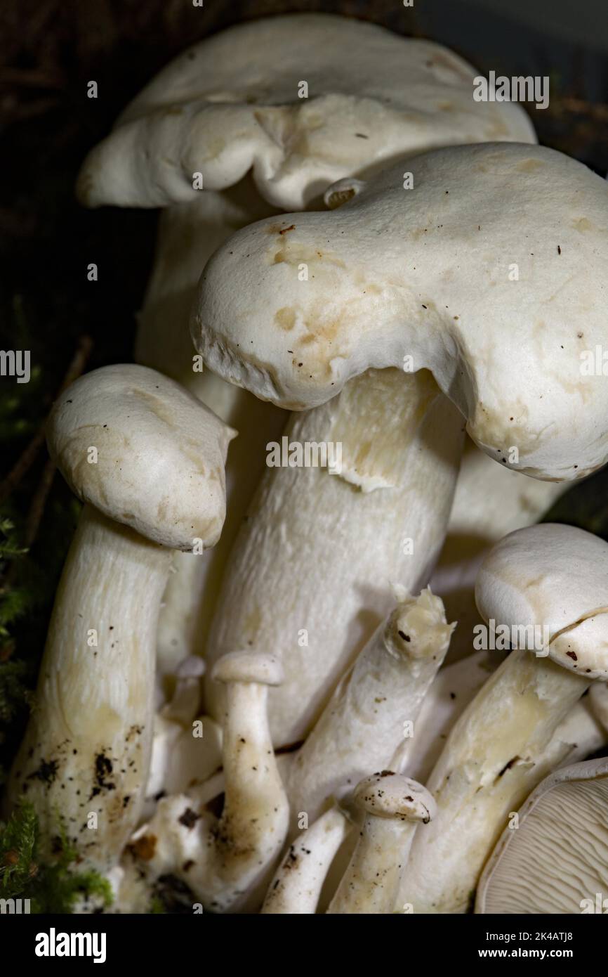 White tufted razorback Fruiting bodies with white stems and caps Stock Photo