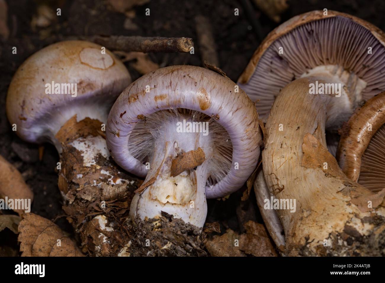Discolouring slime head three fruiting bodies with whitish-purple stems and brown-purple caps Stock Photo