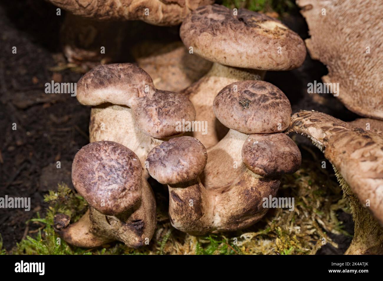 Hawk mushroom some fruiting bodies with grey-brown stems and caps Stock Photo