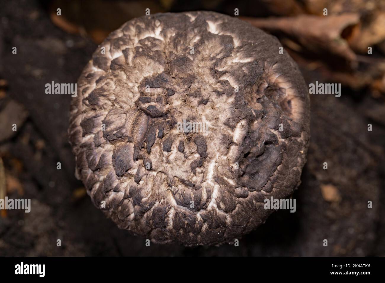 Strubbelkopf-Roehrling Fruiting body grey cap with dark brown scales Stock Photo