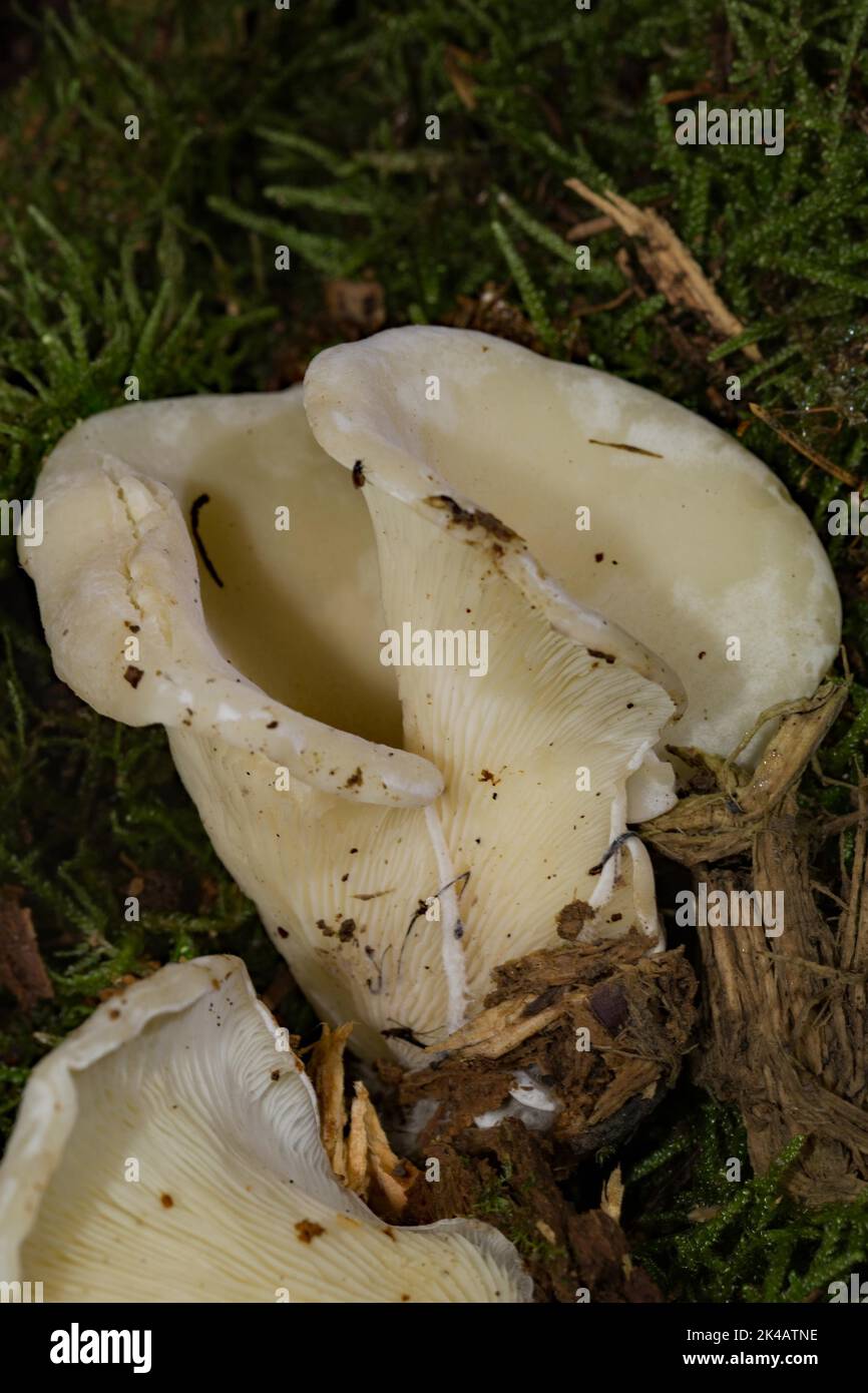 Ear-shaped white mushroom two fruiting bodies with white stems and caps Stock Photo