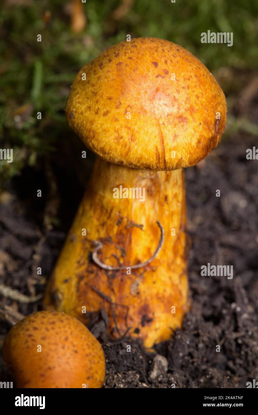 Rhubarb-footed Roughhead fruiting body with yellow stalk and cap Stock Photo