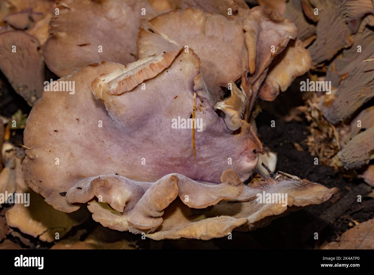 Pig's ear, purple pencil some fruiting bodies with purple stems and