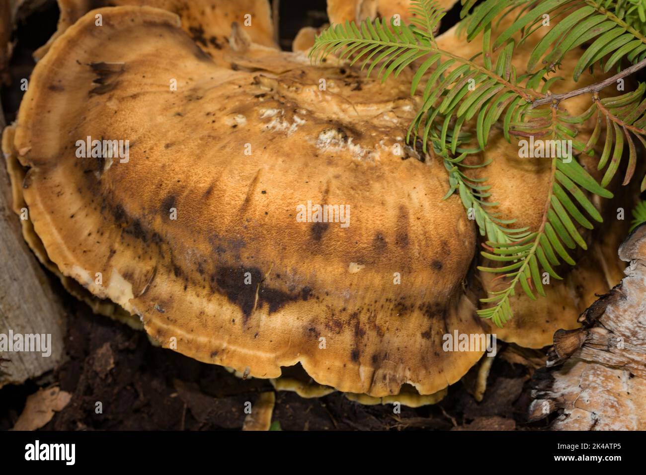 Giant porling fruiting body with brown cap Stock Photo