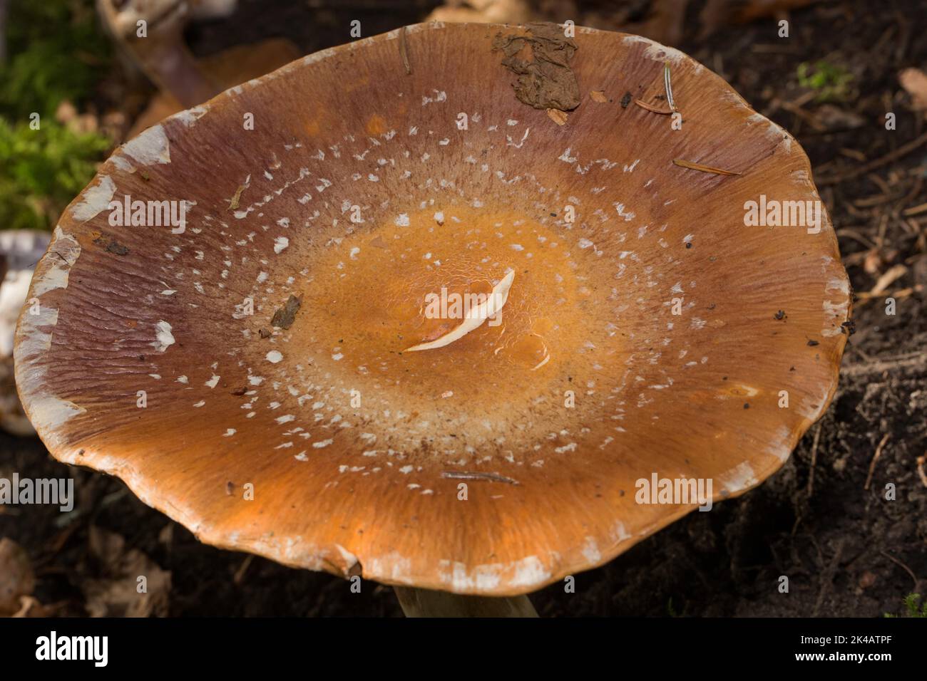 Barn Owl, Blue-booted Slimehead Fruiting body with brown-purple cap Stock Photo