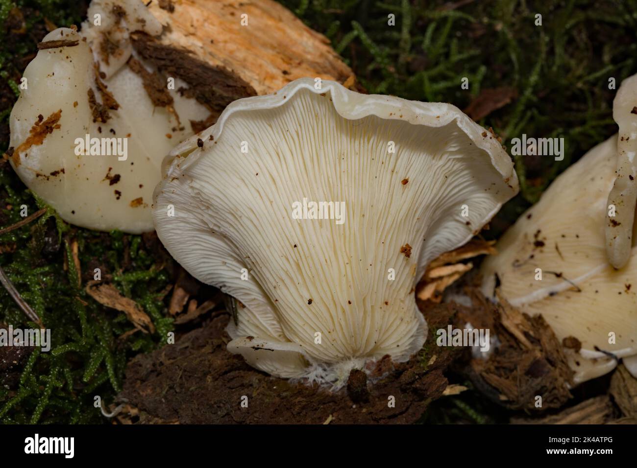 Ear-shaped white mushroom Fruiting body with white stalk and cap Stock Photo
