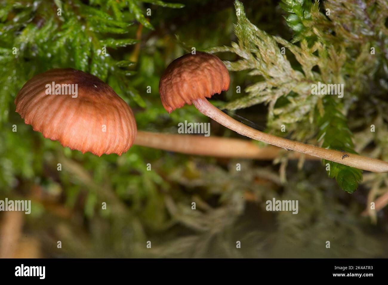 Pink-cut helminth two fruiting bodies with pale pink stems and light brown caps in green moss Stock Photo