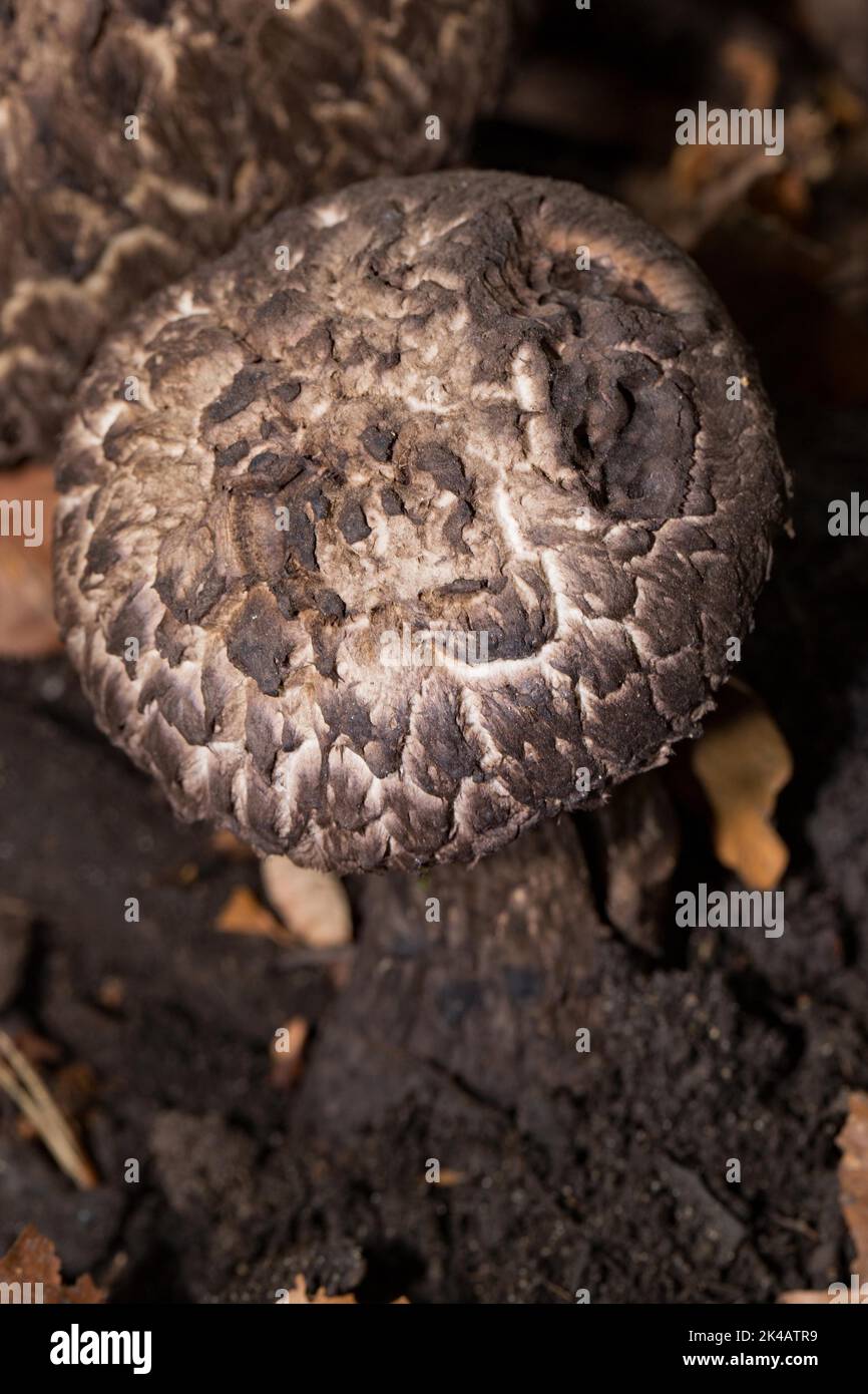Strubbelkopf-Roehrling Fruiting body grey stem and cap with dark brown scales Stock Photo