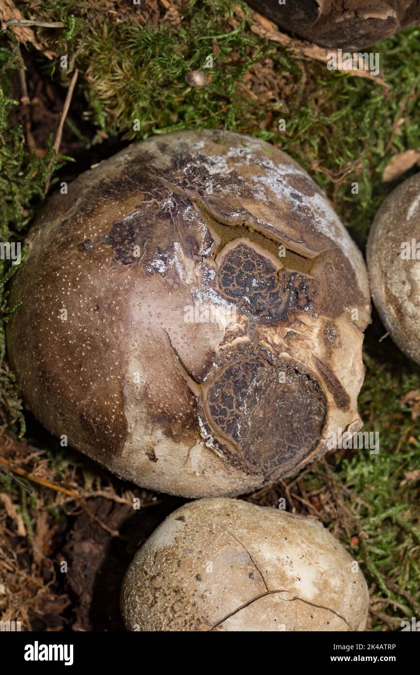Star-shaped stinging mushroom spherical dark red-brown fruiting body Stock Photo