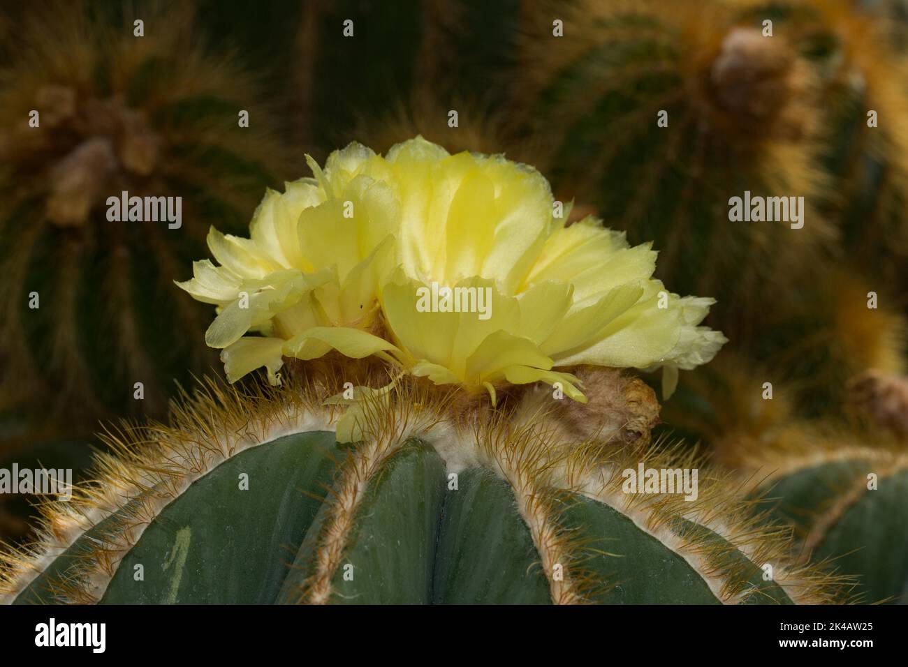 Cactus Parodia magnifica sulphur yellow flower Stock Photo