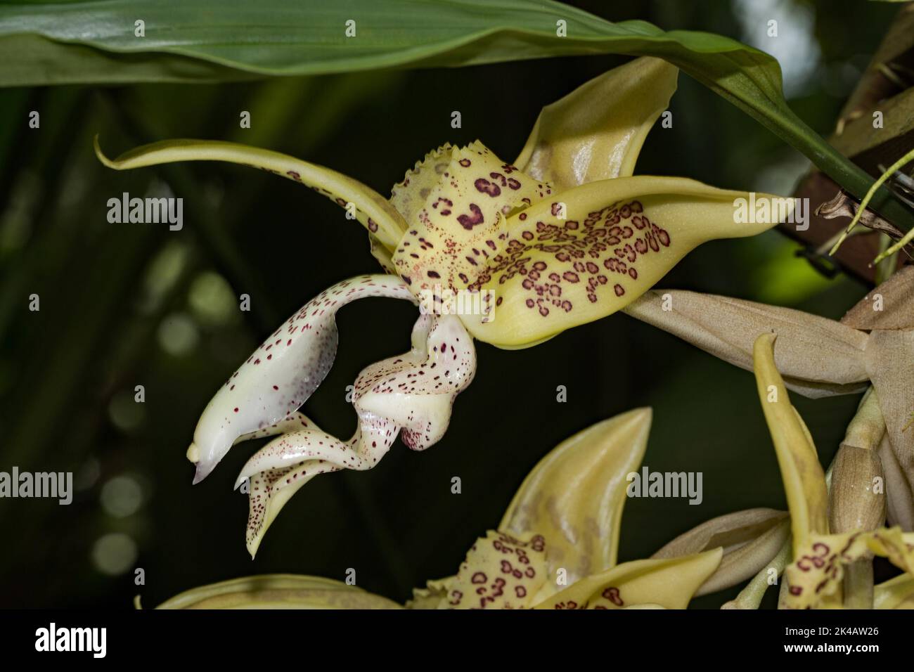 Orchid Stanhopea costaricensis light yellow flower with red-brown spots Stock Photo