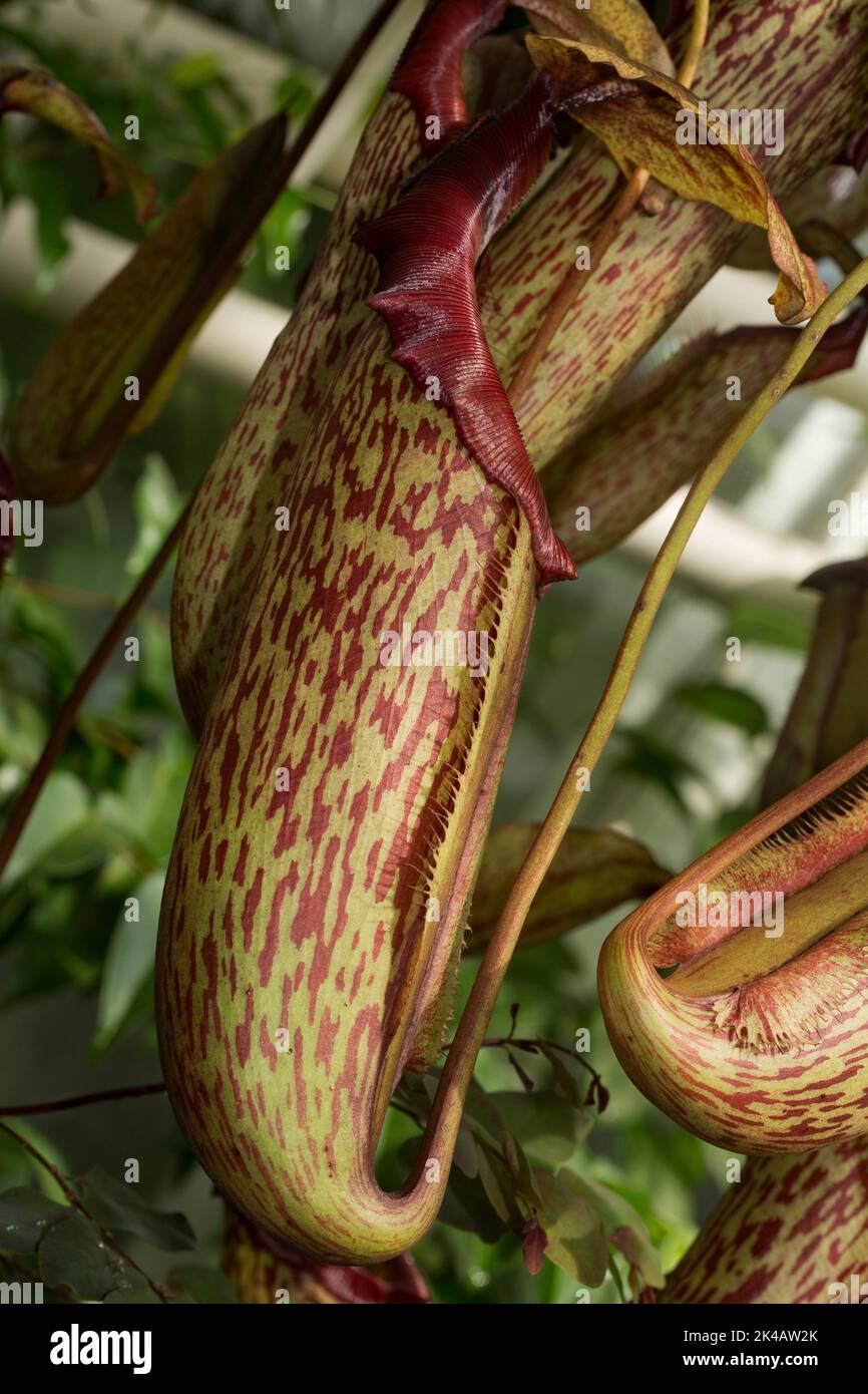 Tropical Pitcher Plant (Nepenthes) Green-red Catch Leaf Stock Photo - Alamy