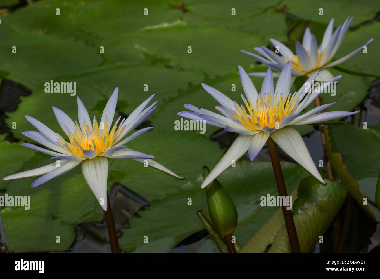 Water lily (Nymphaea) x daubenyana green leaves with three violet-blue yellow flowers in water Stock Photo