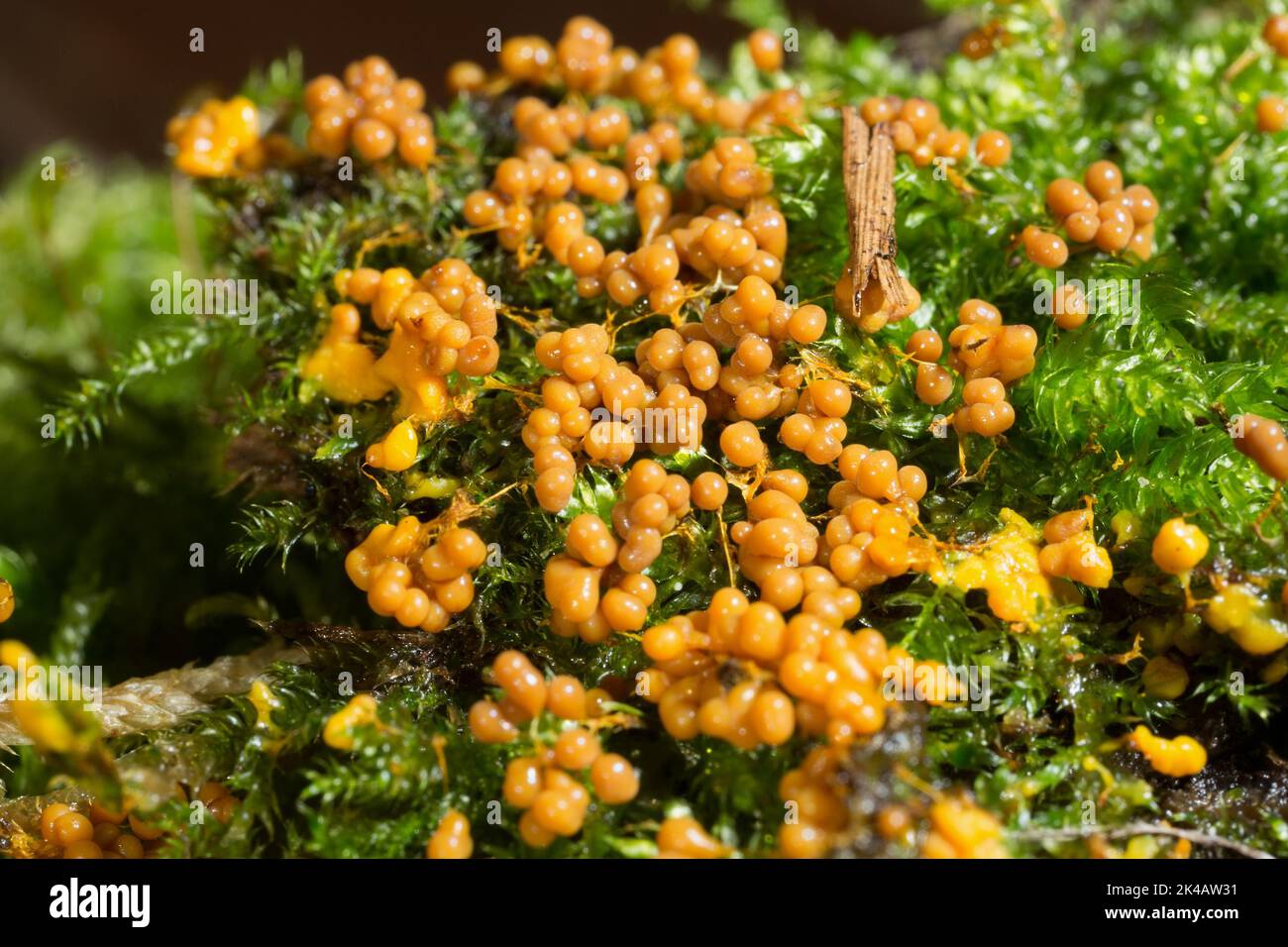 Thread fruiting slime mould many spherical yellow-orange fruiting bodies next to each other on green moss Stock Photo