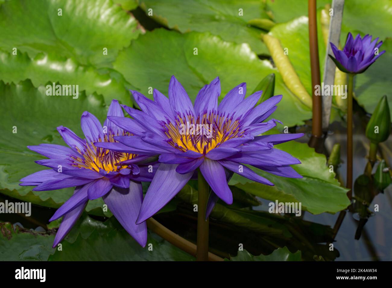 Water lily (Nymphaea) hybrid Director T. Moore green leaves with three blue flowers in water Stock Photo