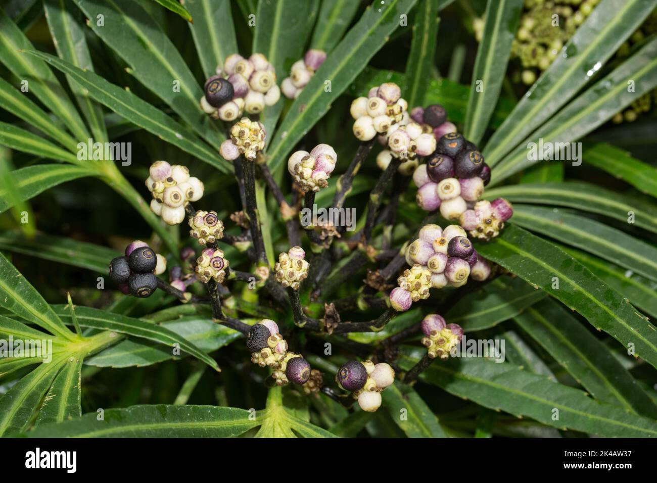 Aralia Osmoxylon lineare tropical ornamental miniature tree with green leaves and fruiting with many black berries Stock Photo