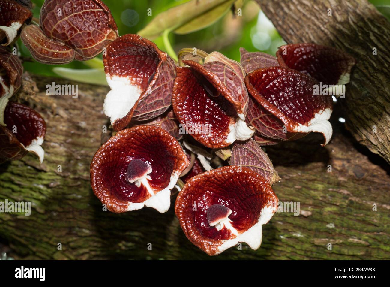 Tree-like pipe flower some brown-red white flowers on tree trunk Stock Photo