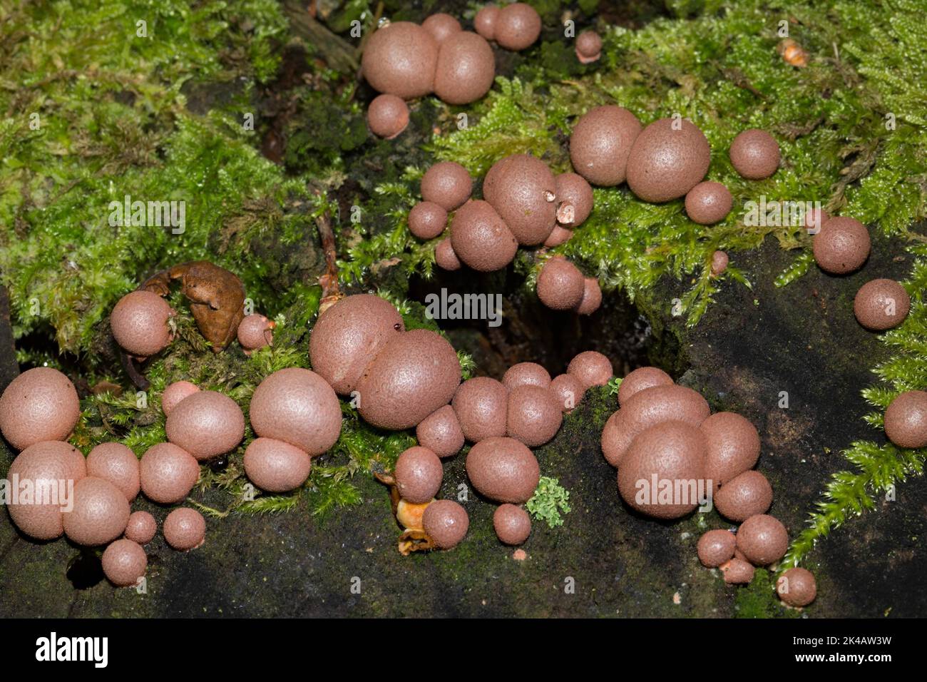 Blood milk mushroom many spherical old pink fruiting bodies next to each other on tree trunk Stock Photo
