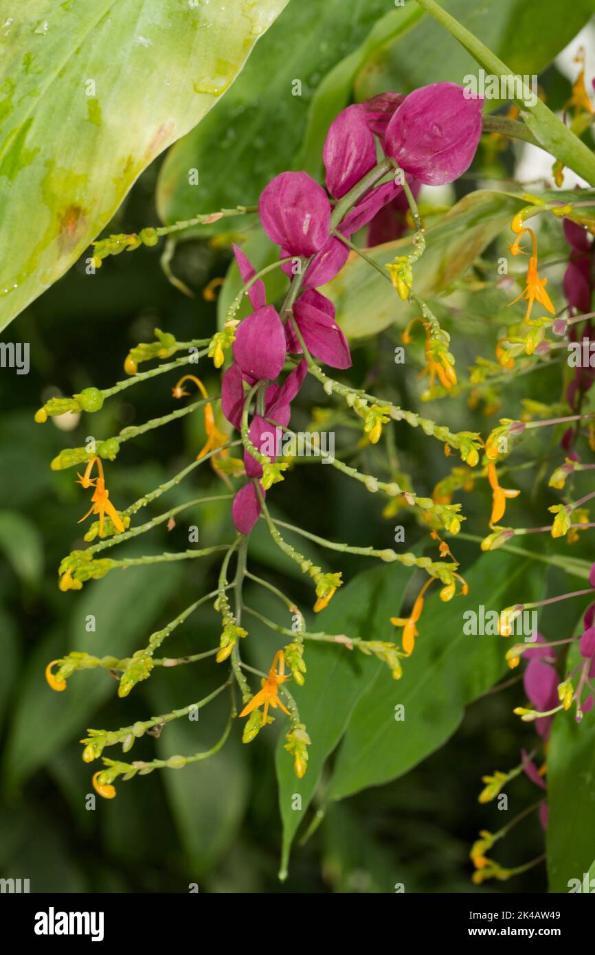 Ornamental ginger flower panicle with red and yellow flowers Stock Photo