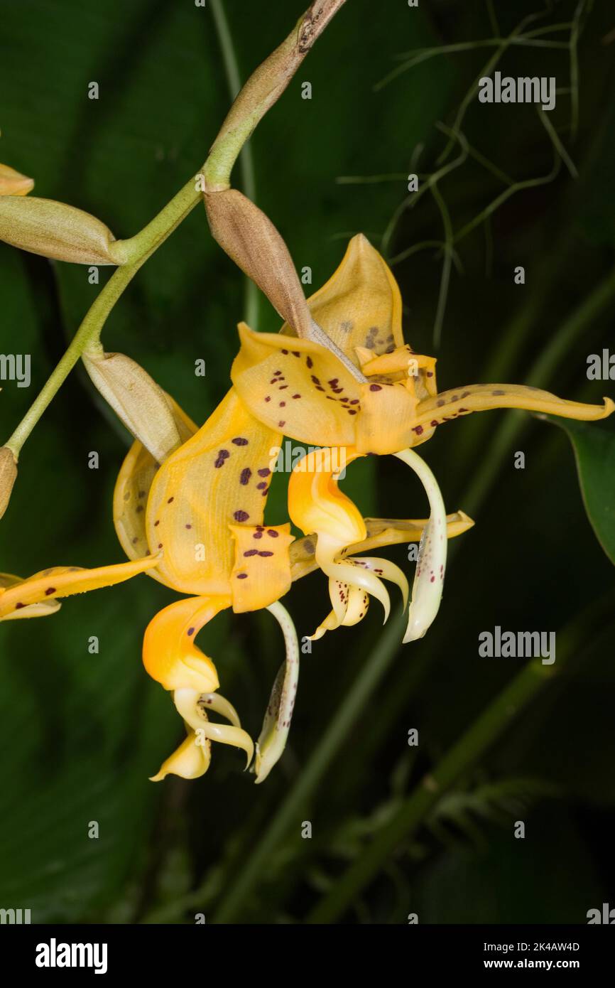 Orchid Stanhopea jenischiana yellow flower with red-brown spots Stock Photo