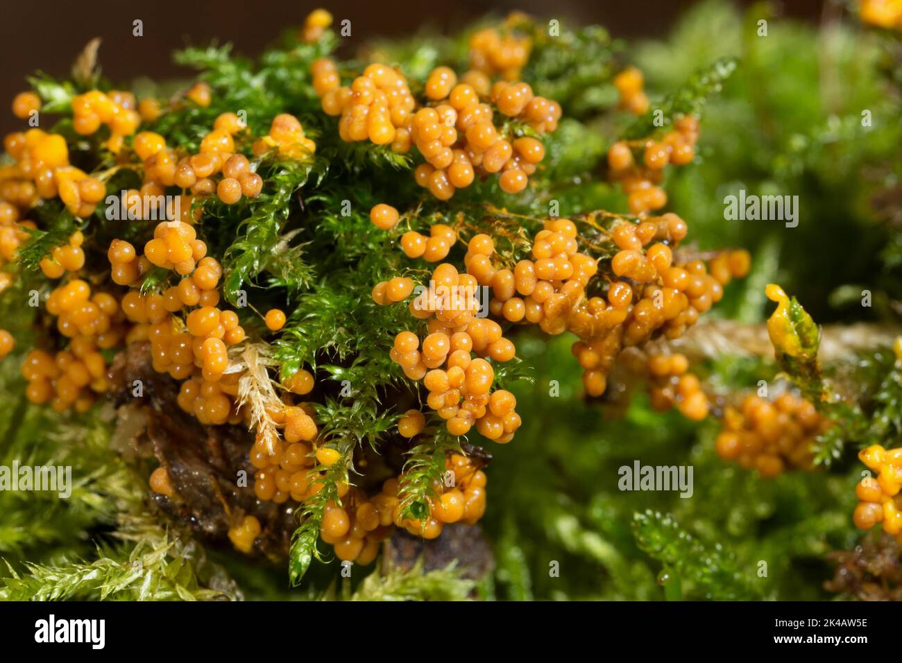 Thread fruiting slime mould many spherical yellow-orange fruiting bodies next to each other on green moss Stock Photo