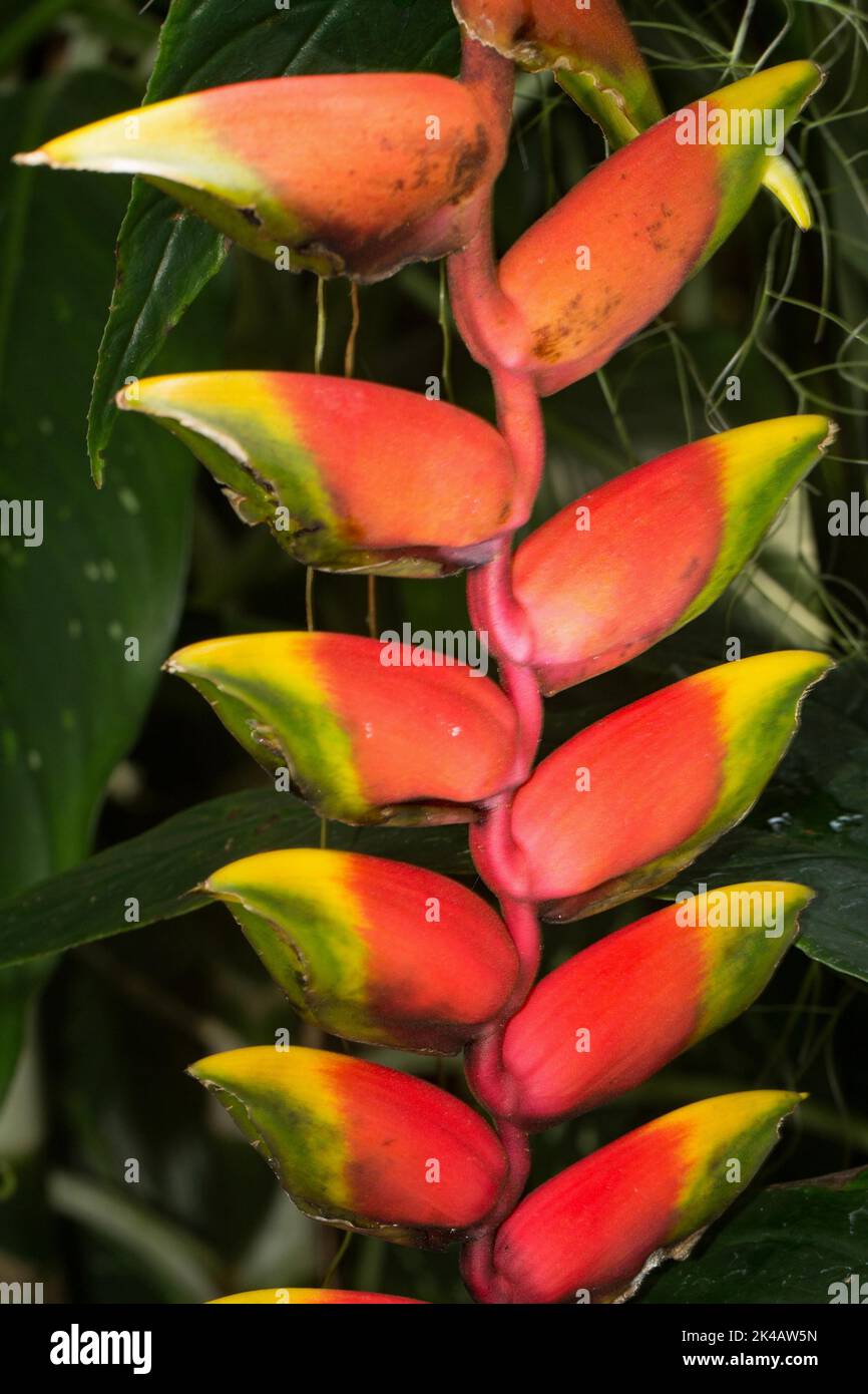 Hanging lobster claw (heliconia), red, false bird of paradise flower Inflorescence with red-yellow flowers Stock Photo