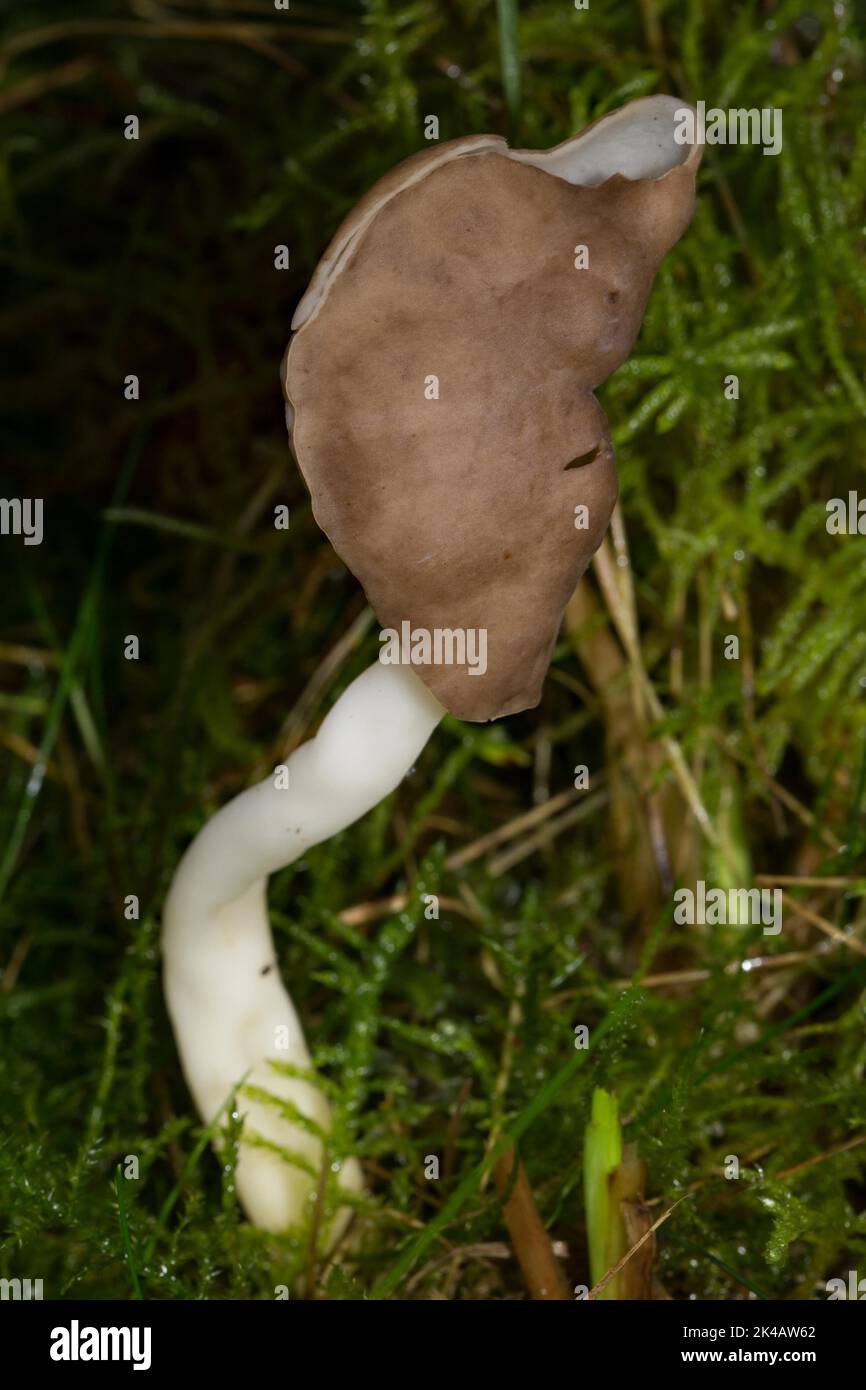 Brown saddle morel fruiting body with white stalk and brown saddle-shaped head part in green moss Stock Photo