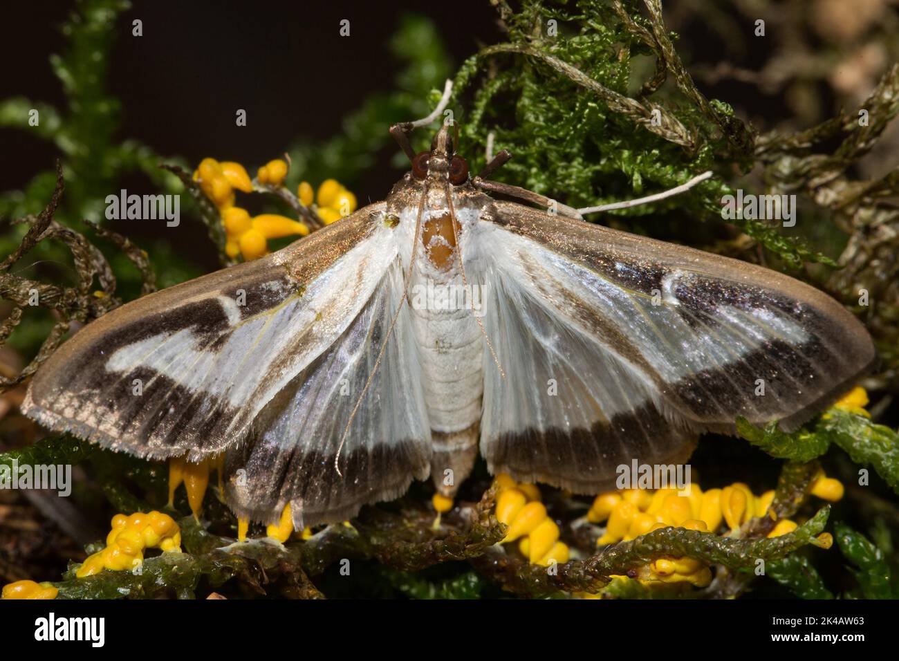 Boxwood borer moth with open wings sitting on green moss with yellow lion fruit from behind Stock Photo