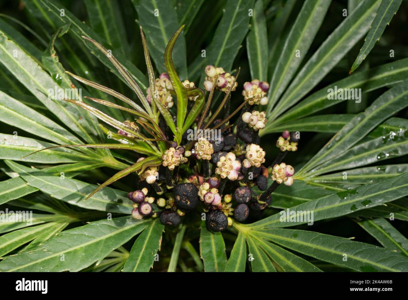 Aralia plant Osmoxylon linear tropical ornamental miniature tree with green leaves and fruiting with many black berries Stock Photo